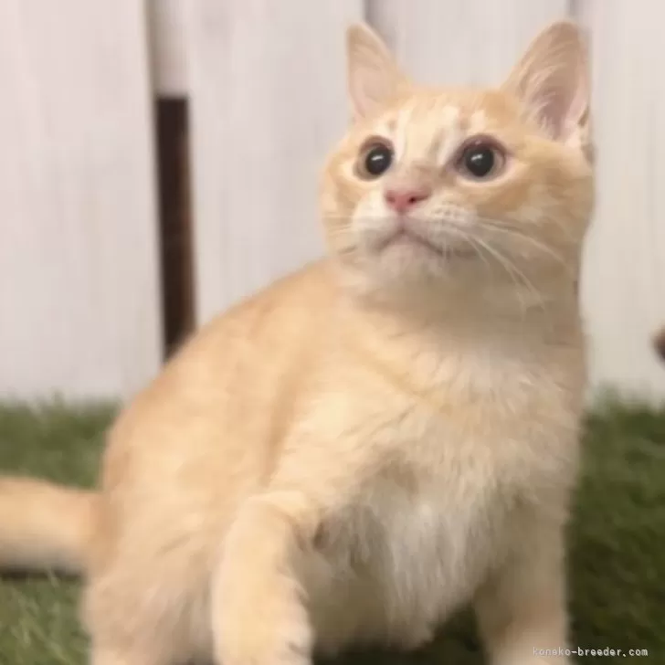 ID：2309-00486の子猫