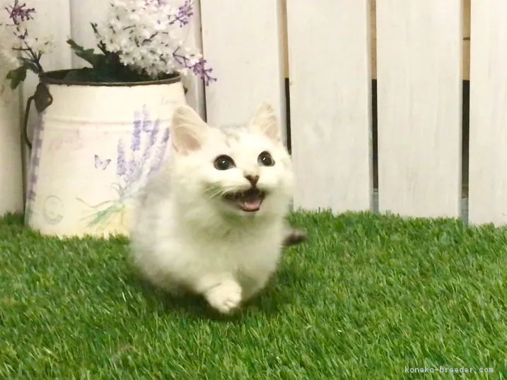 ID：1901-00562の子猫
