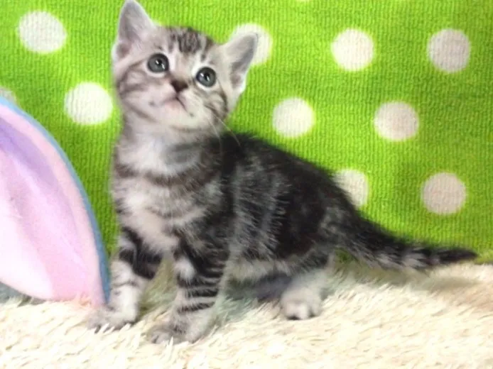 ID:1403-00151の子猫