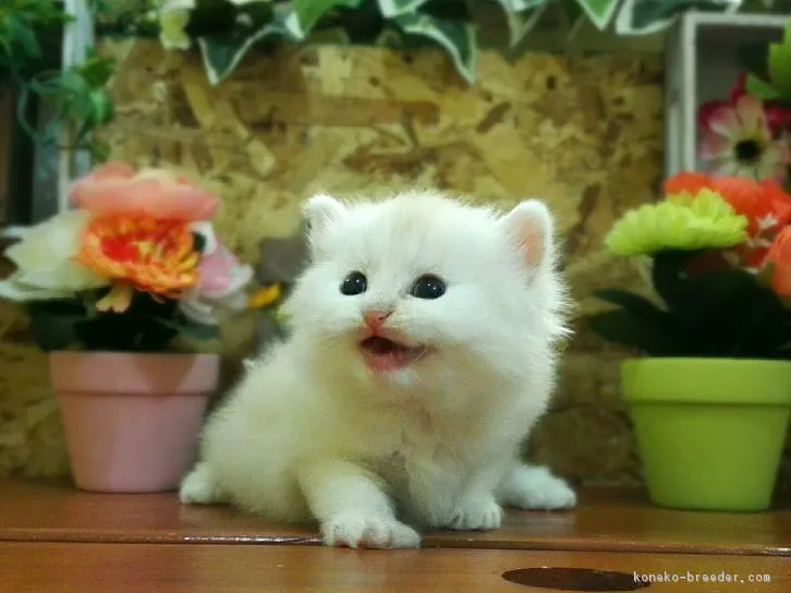 ID:1607-00821の子猫