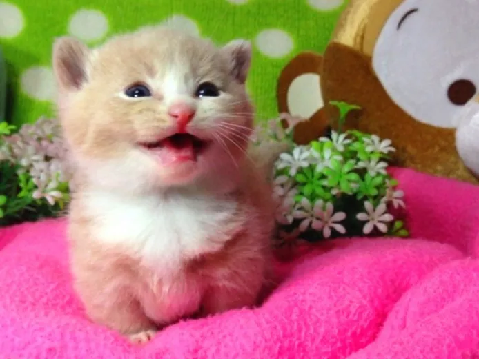 Qoo 様のお迎えした子猫