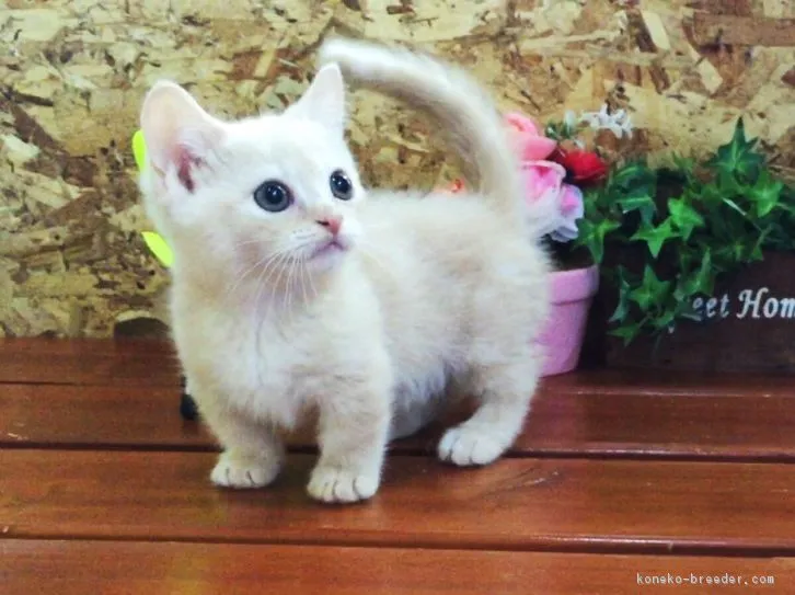 サラ 様のお迎えした子猫