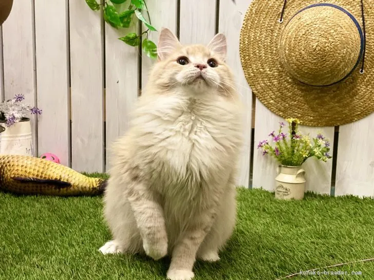 ID：2003-01008の子猫