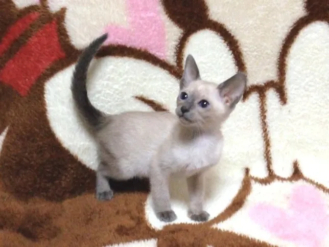 ID:1412-00032の子猫