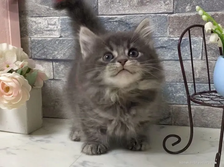 ID:2008-00689の子猫