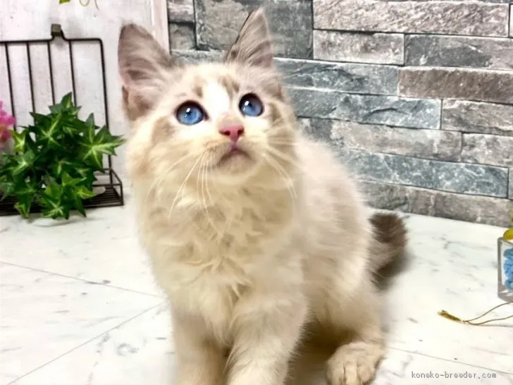 ID:2101-00141の子猫