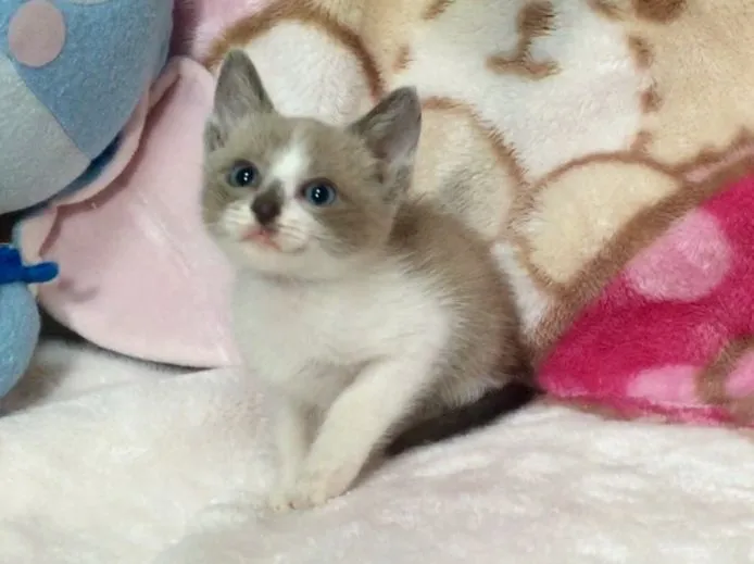 ID:1503-00149の子猫
