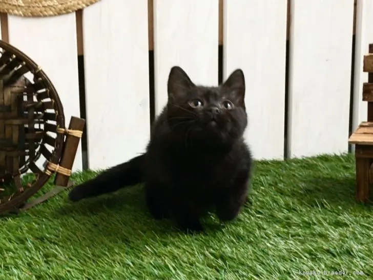 ID:1711-01036の子猫