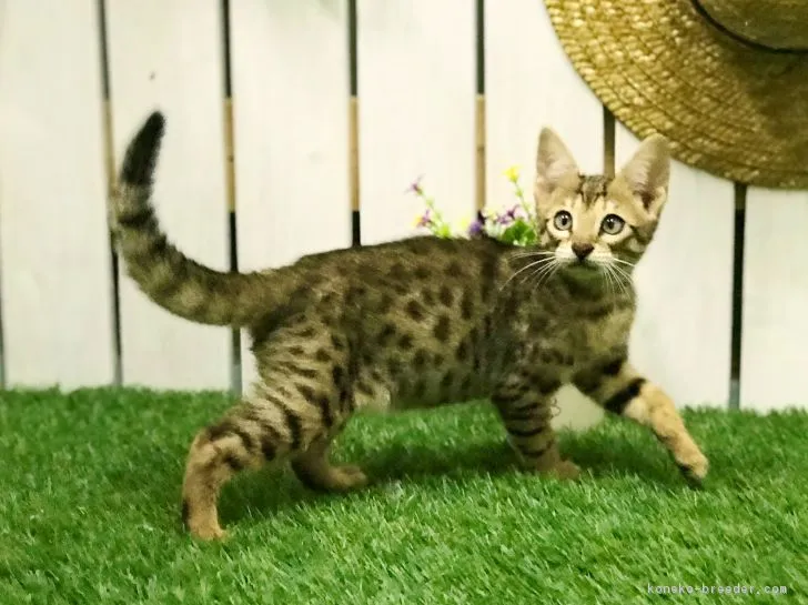 ID：1811-00556の子猫