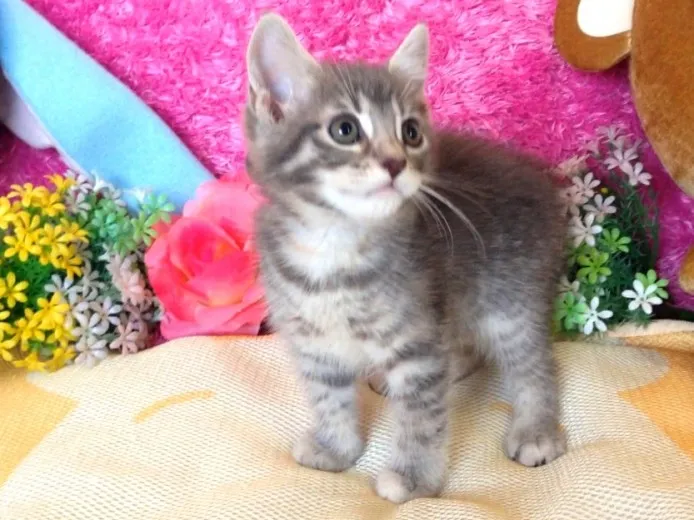 meg 様のお迎えした子猫