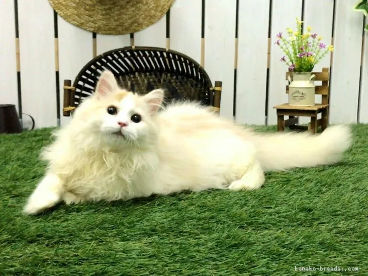 ID：1703-00326の子猫
