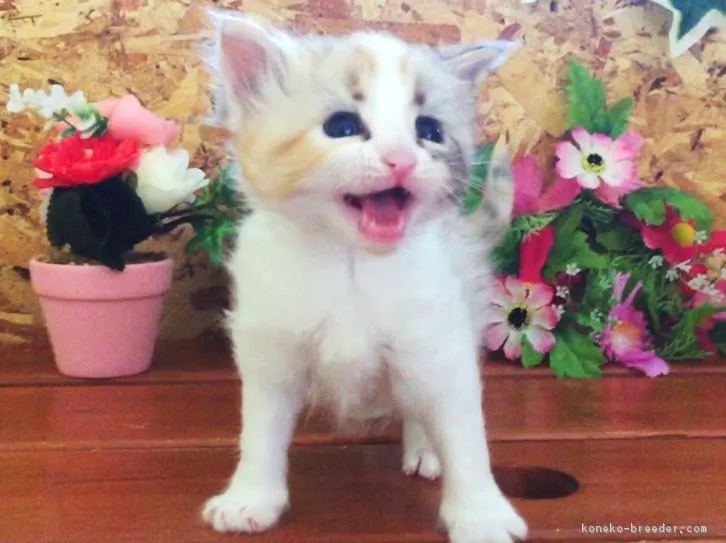 ID:1606-00197の子猫