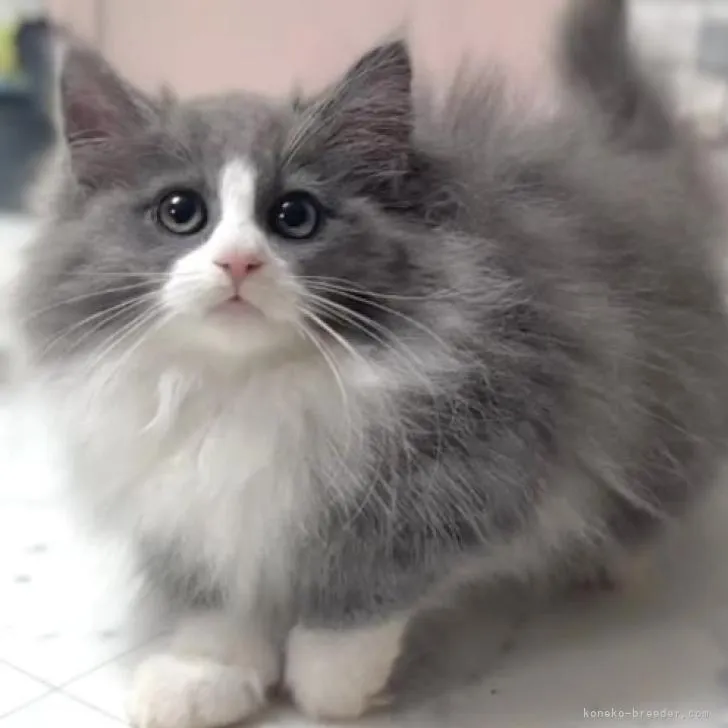 ID:2303-00079の子猫