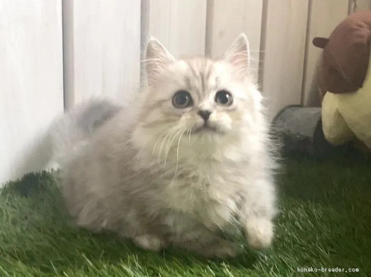 ID:2007-00265の子猫