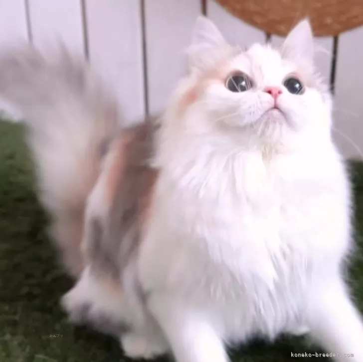 ID:2308-00747の子猫