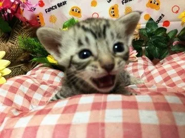 ID:1210-00100の子猫
