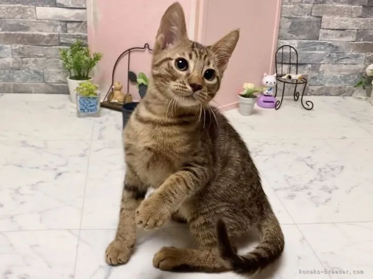 ID:2110-01607の子猫
