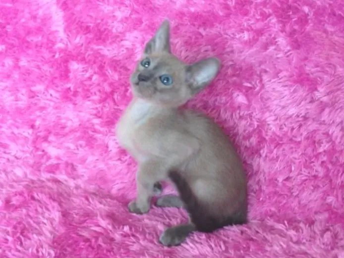 ID:1405-00005の子猫