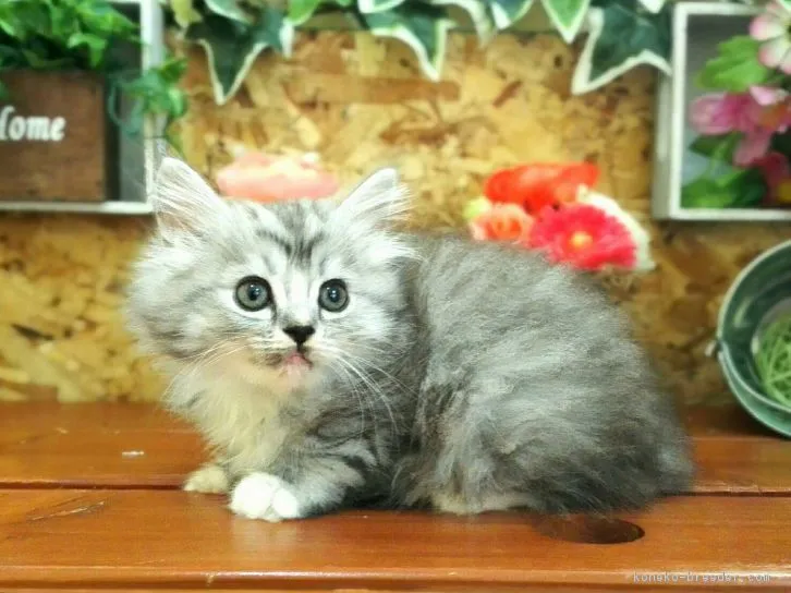 ID:1607-00441の子猫
