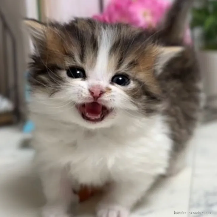 ID:2305-01680の子猫