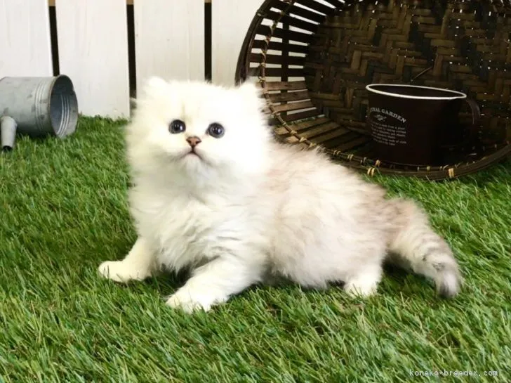 ID:1710-00365の子猫
