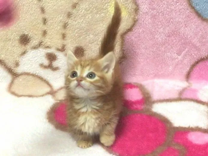 ID:1502-00074の子猫