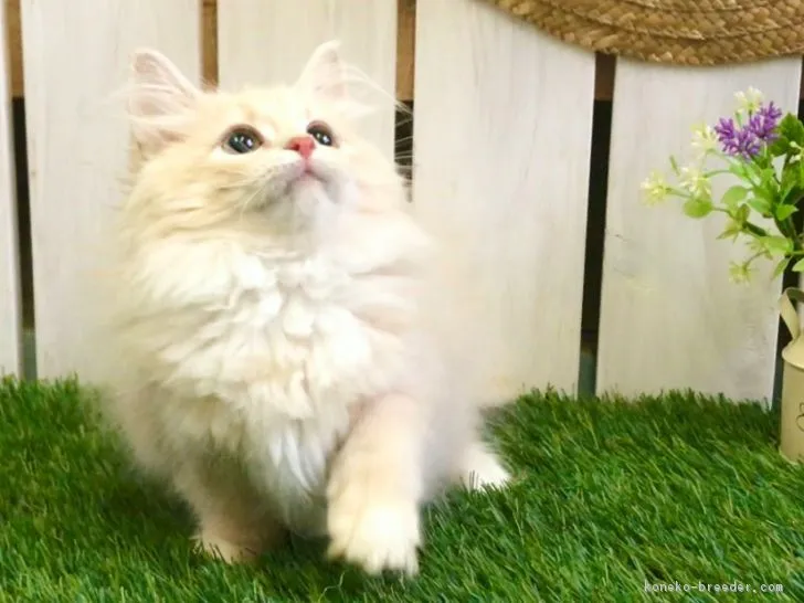 ID：1811-01391の子猫