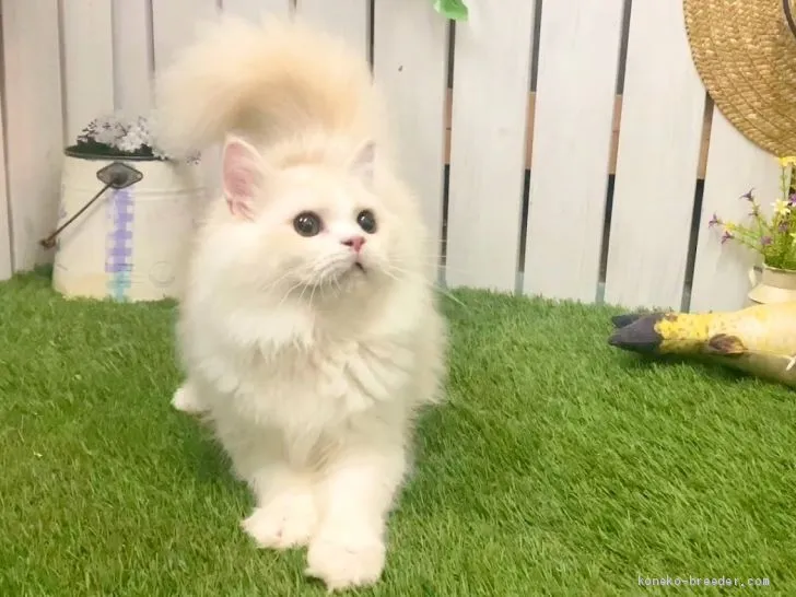 ID:2008-02034の子猫