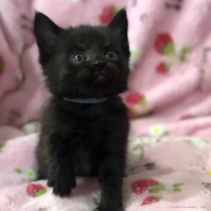 ID:2404-02935の子猫