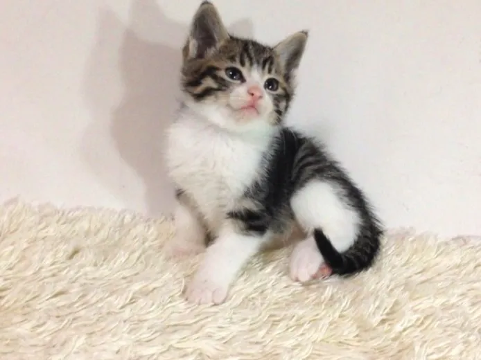 ID：1401-00041の子猫