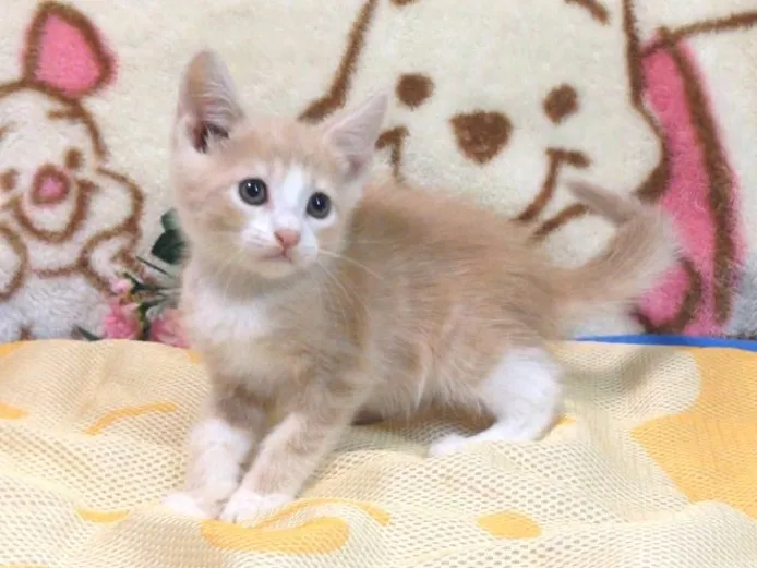 ID：1408-00042の子猫