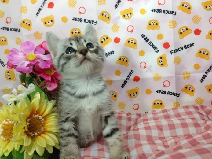 ID：1210-00031の子猫