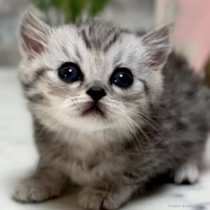 ID：2211-00373の子猫