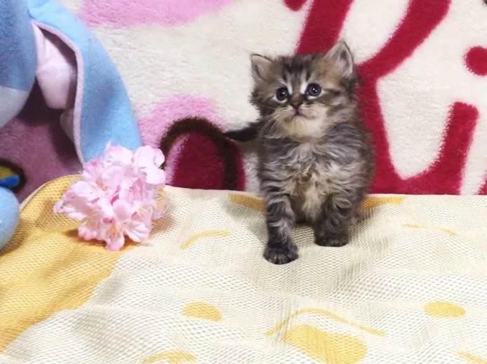 ID:1505-00429の子猫