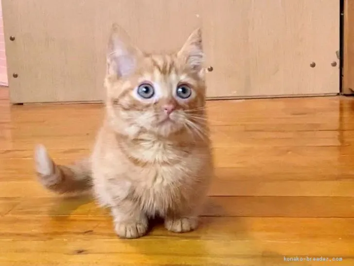 ID:2012-01187の子猫