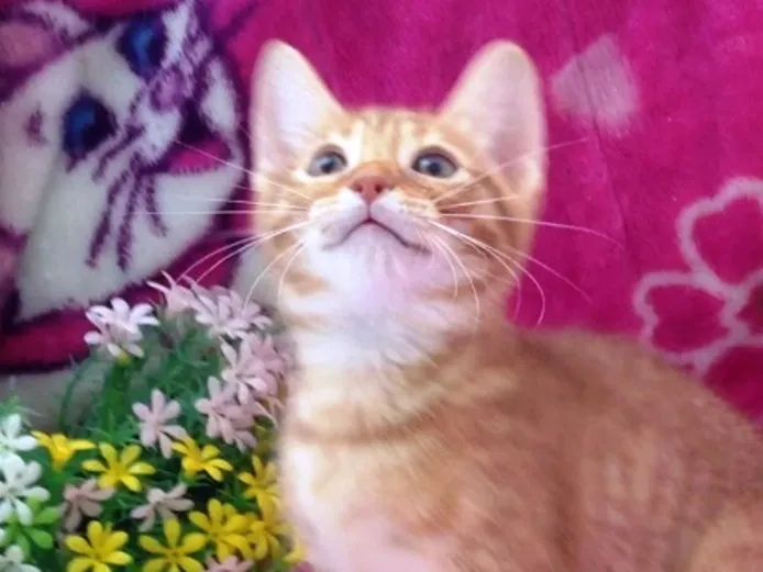 ID:1308-00171の子猫