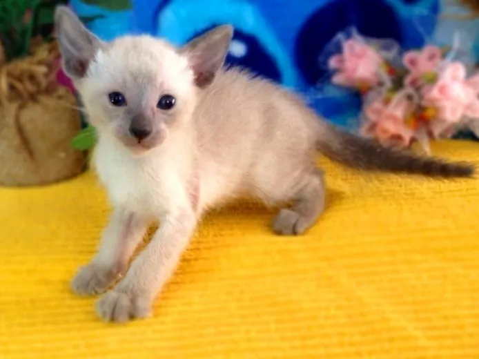 ID:1405-00156の子猫
