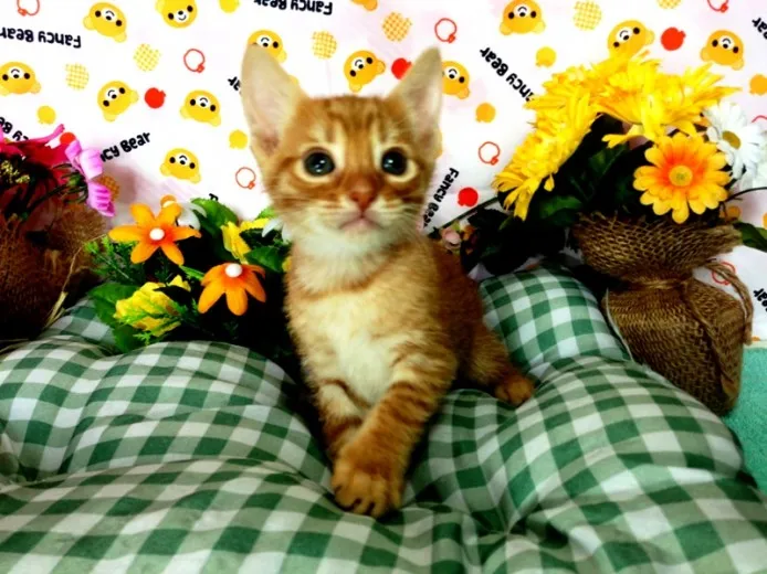 ID：1209-00183の子猫