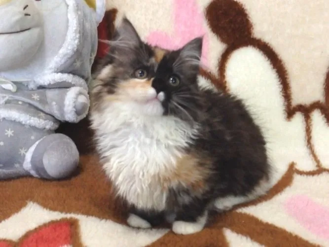 ID:1409-00051の子猫