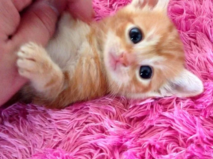 ID:1404-00236の子猫
