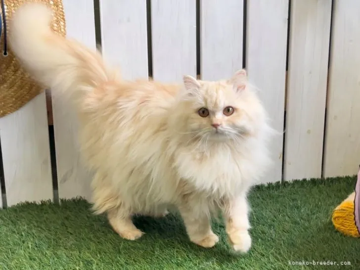 ななえ 様のお迎えした子猫