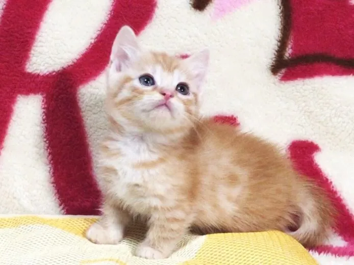 ID:1504-00149の子猫