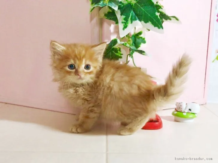 ID:1801-00512の子猫