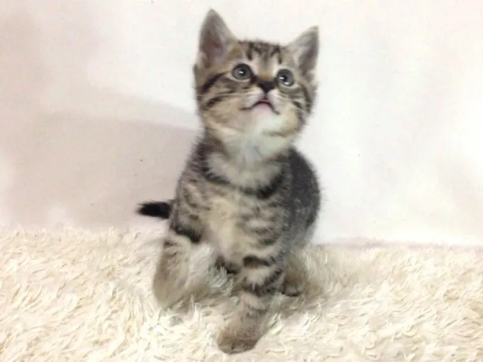 mana 様のお迎えした子猫