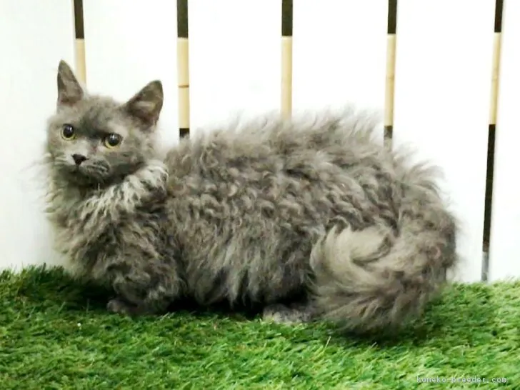 ID：1703-00603の子猫