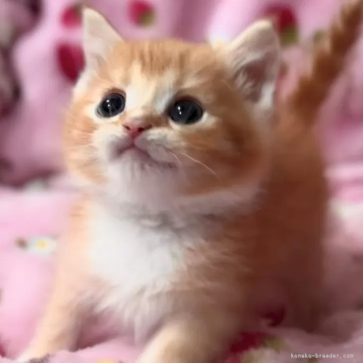ID:2407-02338の子猫