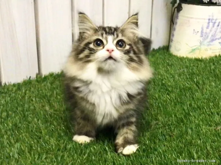 ID:1811-00555の子猫