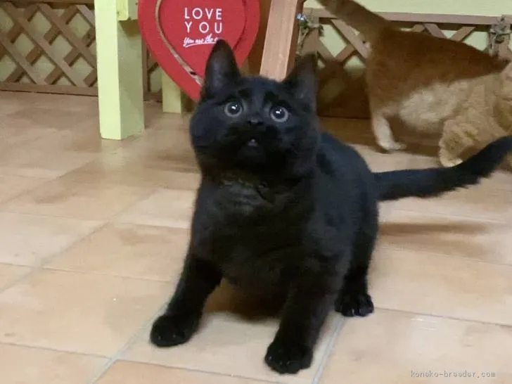 ID:2011-01674の子猫