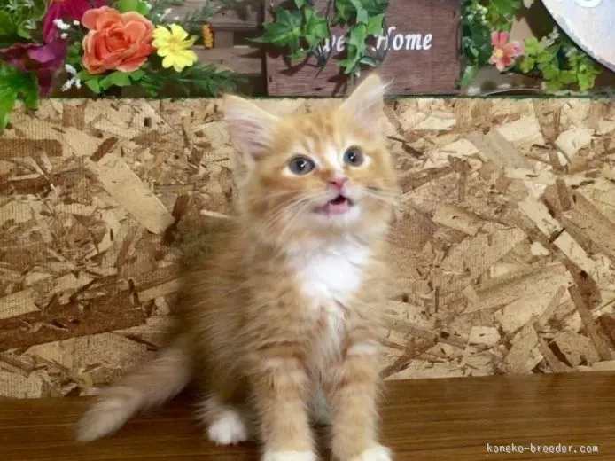 ID：1507-00349の子猫