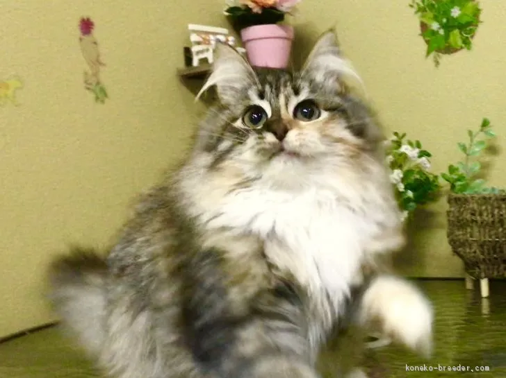 ID:1910-01583の子猫